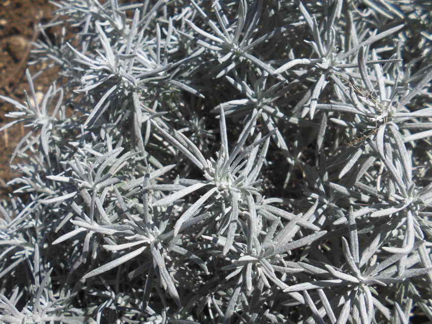 Elicriso (Helichrysum italicum)