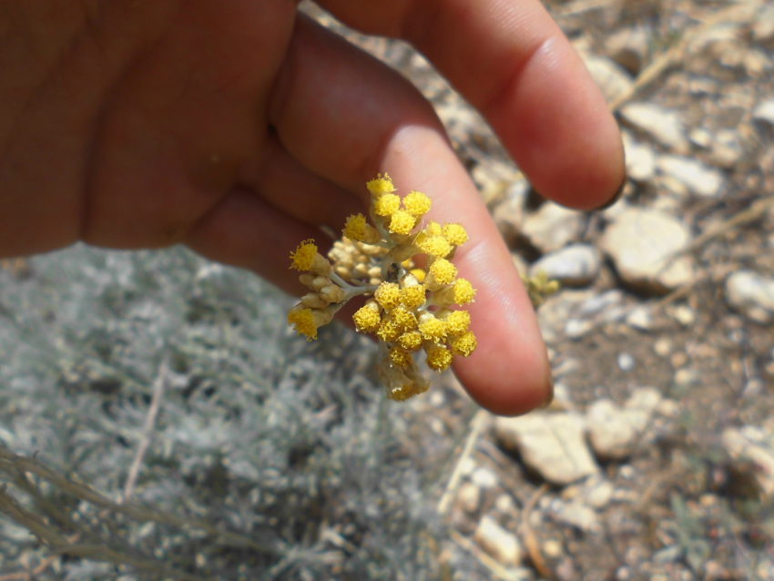 Elicriso (Helichrysum italicum)