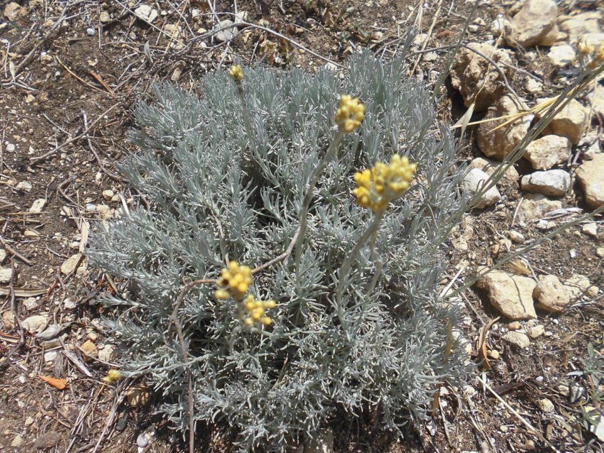 Elicriso (Helichrysum italicum)