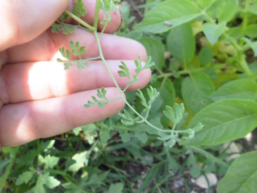 Fumaria (Fumaria officinalis)