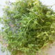 Fumaria (Fumaria officinalis)