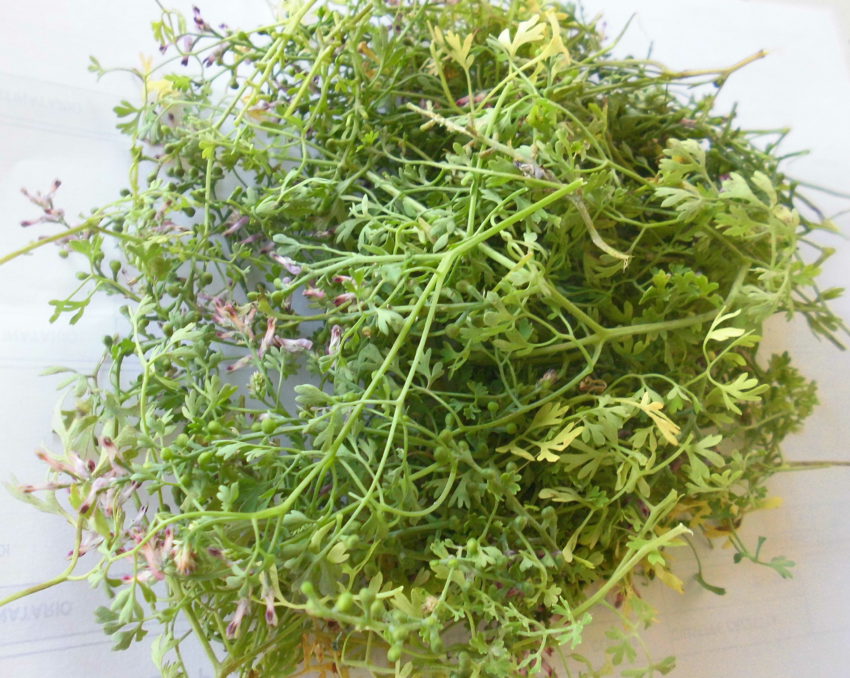 Fumaria (Fumaria officinalis)
