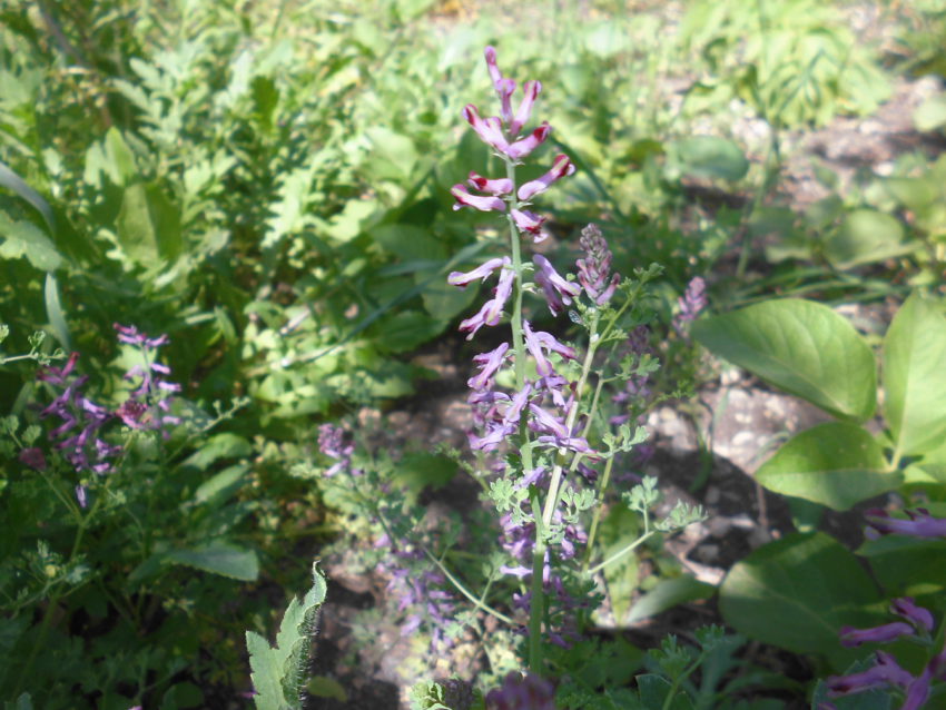 Fumaria (Fumaria officinalis)