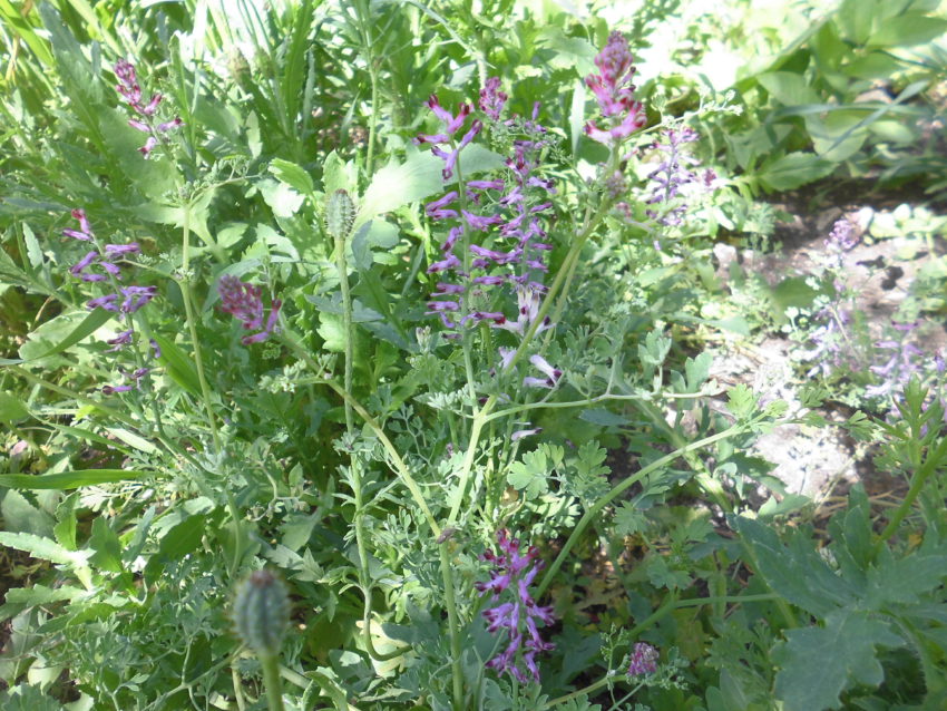 Fumaria (Fumaria officinalis)