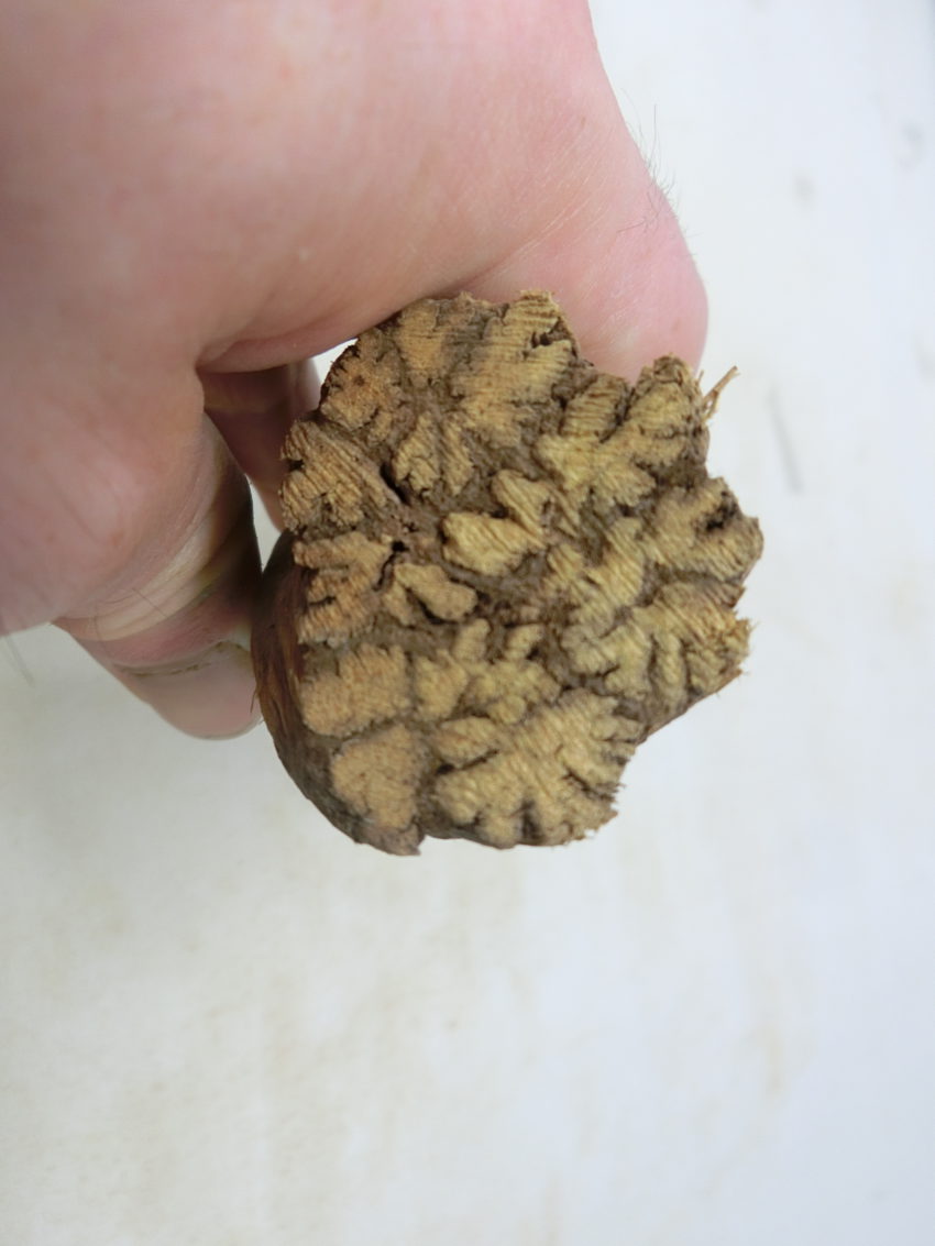 Ayahuasca nera (Alicia anisopetala)