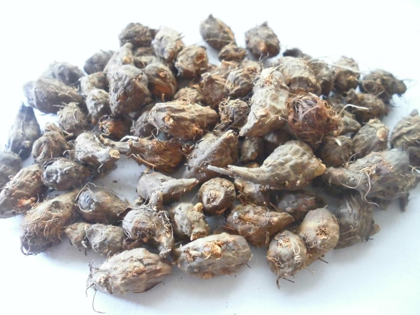 Piri piri (Cyperus articulatus)