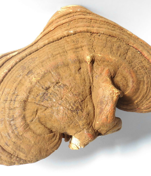 cancro alla prostata ganoderma lucidum