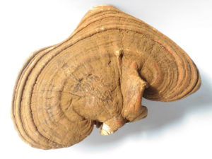 Ganoderma, il fungo dell’immortalità