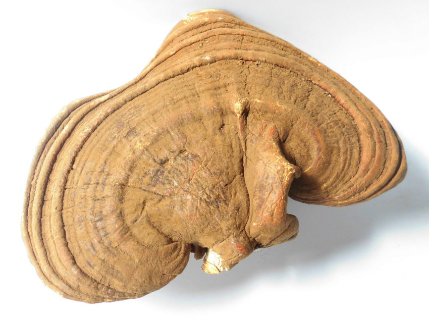 Reishi (Ganoderma lucidum)