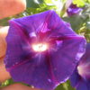 dettaglio fiore di Ipomoea hederacea, una specie di morning glory psicotropa poco nota