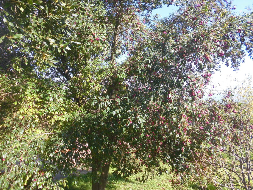 Ciliegio magenta (Syzygium australe)