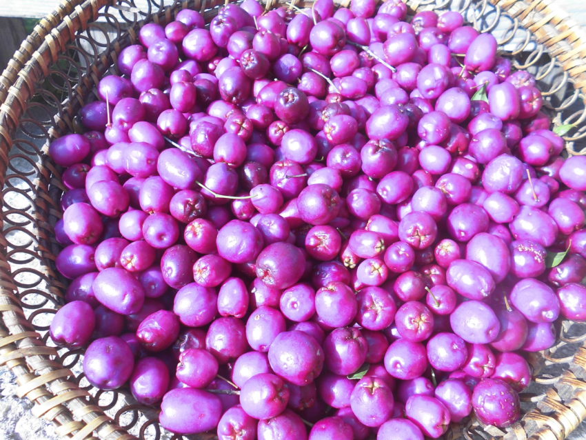 Ciliegio magenta (Syzygium australe)