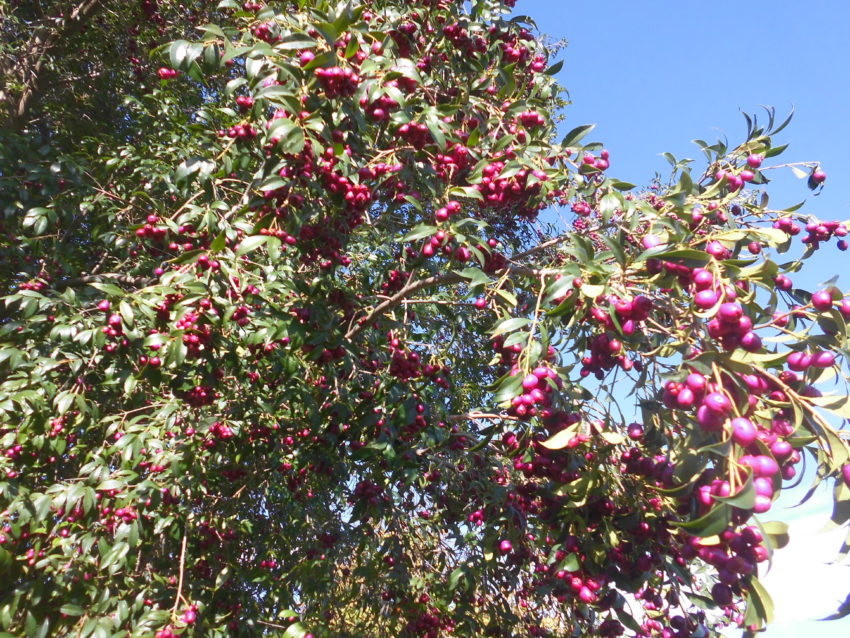 Ciliegio magenta (Syzygium australe)