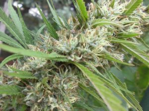 CANNABIS, FARMACO MIRACOLOSO O SOSTANZA D’ABUSO? SVELIAMO IL MITO