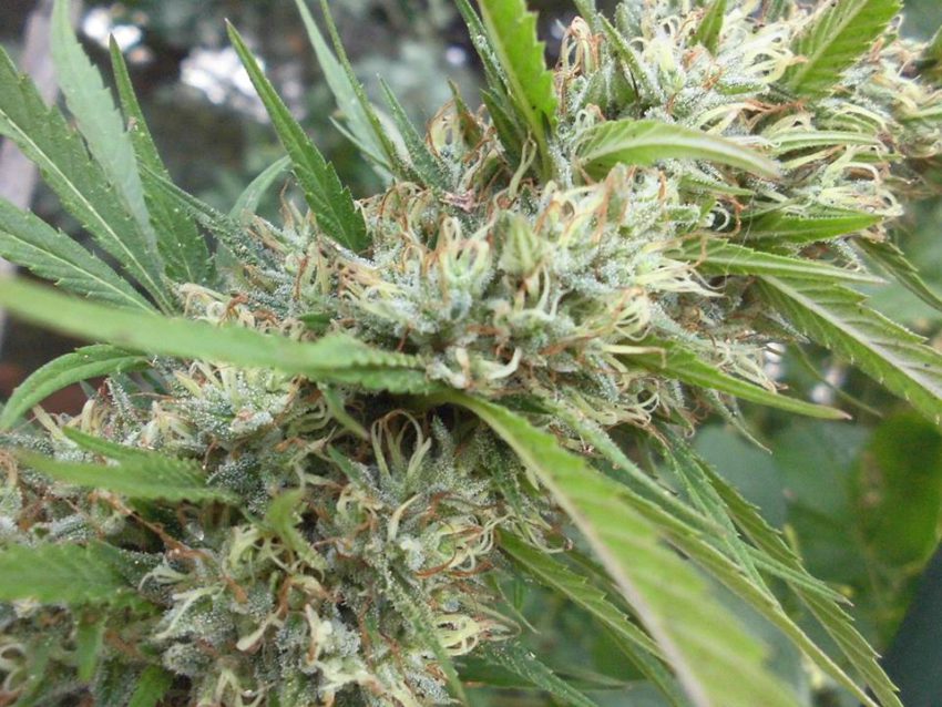Canapa (Cannabis sativa)