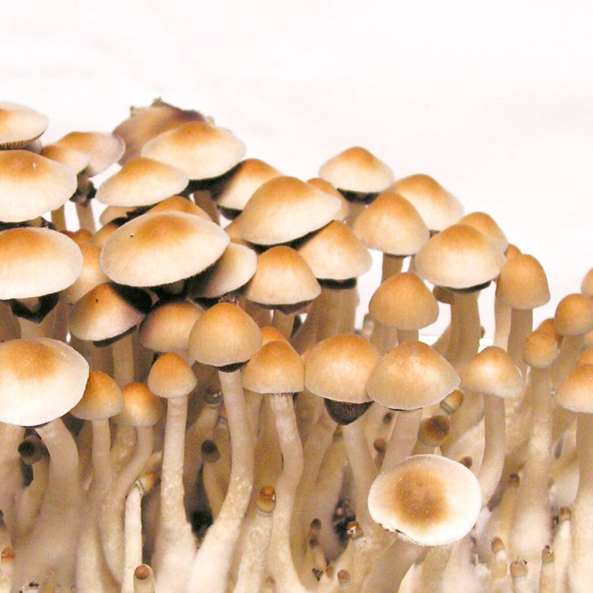 Psilocybe cubensis