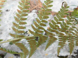 Le felci e le loro proprietà farmacologiche