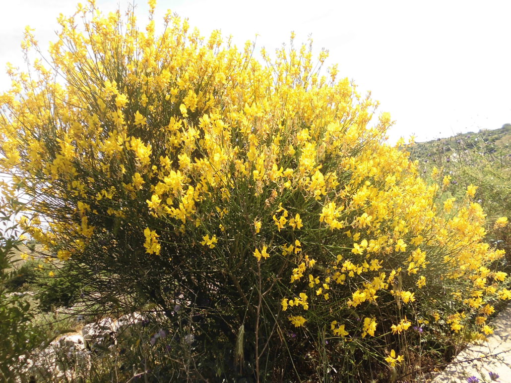 Ginestra, non solo una pianta ornamentale