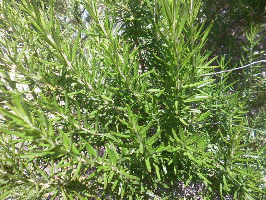 Rosmarino (Salvia rosmarinus syn. Rosmarinus officinalis)