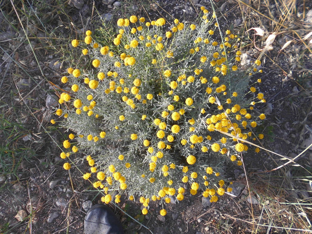 La santolina, un aromatica mediterranea poco conosciuta