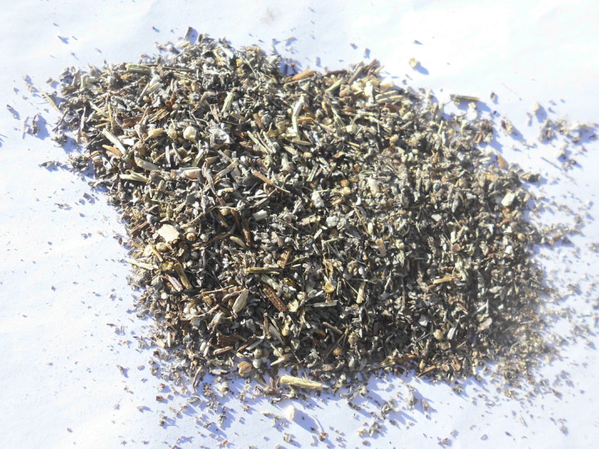 Assenzio maggiore (Artemisia absinthium)