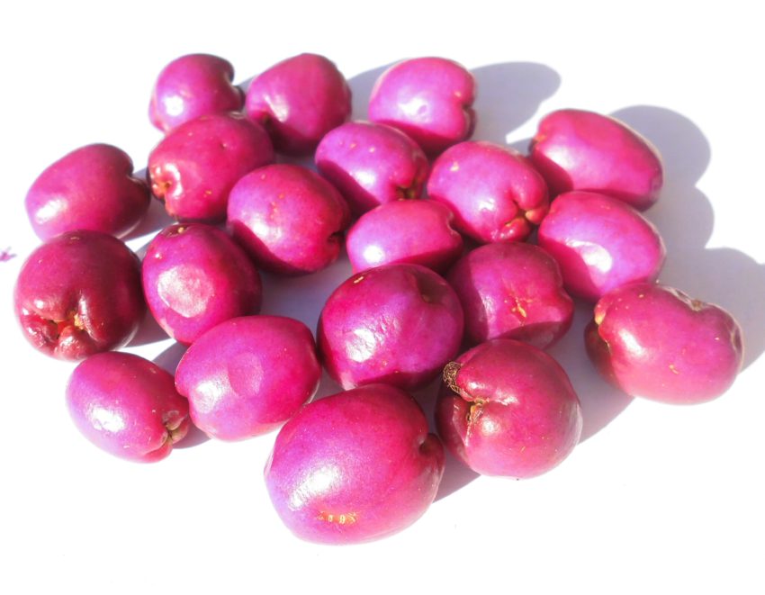 Ciliegio magenta (Syzygium australe)