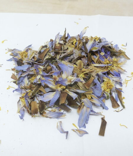 Loto blu (Nymphaea caerulea) fiore intero