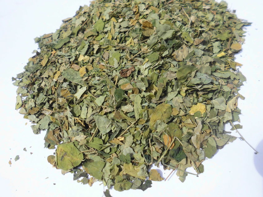 Moringa (Moringa oleifera)