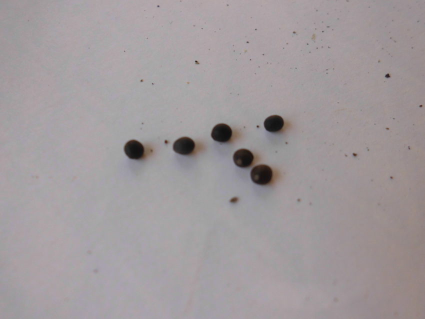 Salvia turca delle scogliere (Salvia recognita)