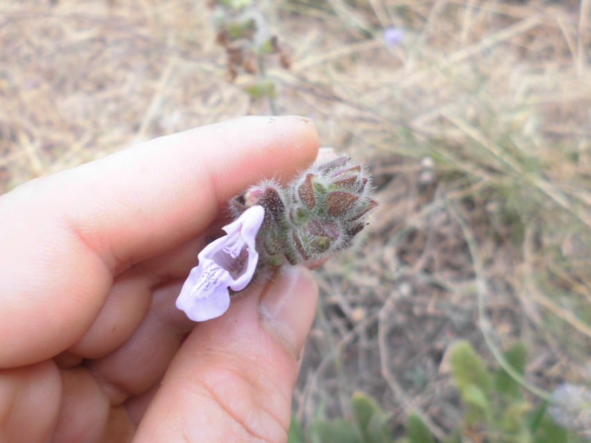 Salvia turca delle scogliere (Salvia recognita)
