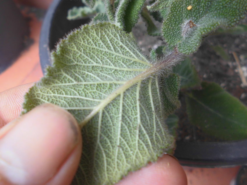 Salvia turca delle scogliere (Salvia recognita)