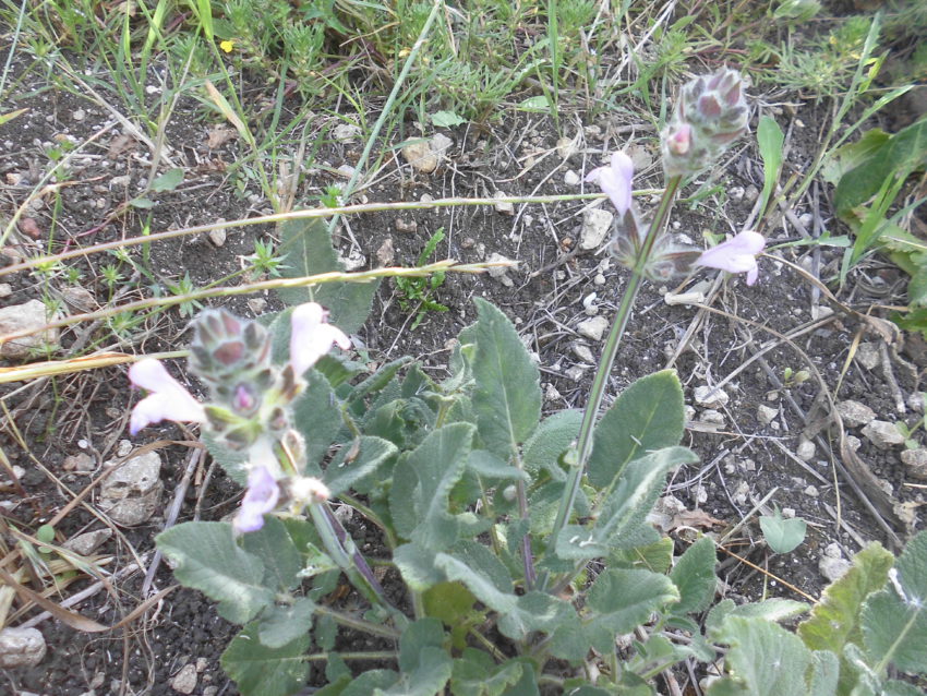 Salvia turca delle scogliere (Salvia recognita)
