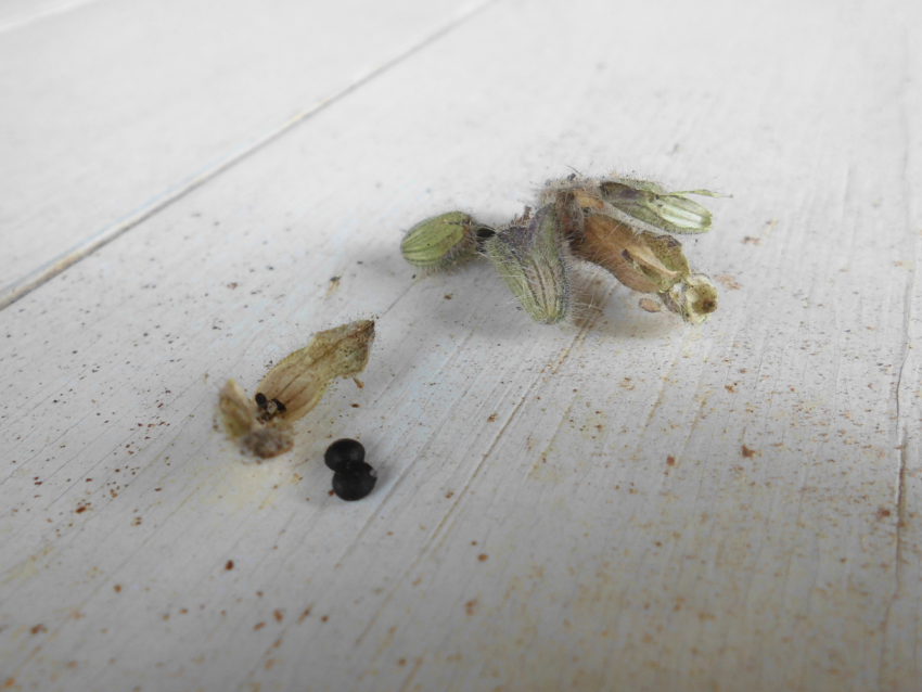 Salvia turca delle scogliere (Salvia recognita)