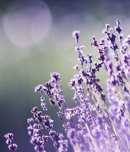 aromatiche
