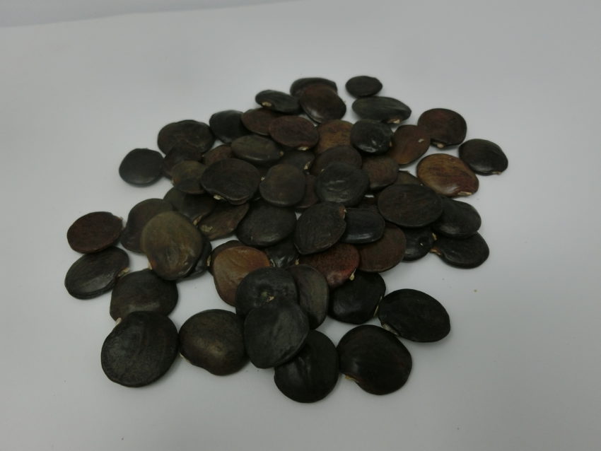 Bai he teng (Argyreia acuta)