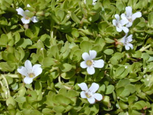 Bacopa e moringa, due nootropi ayurvedici