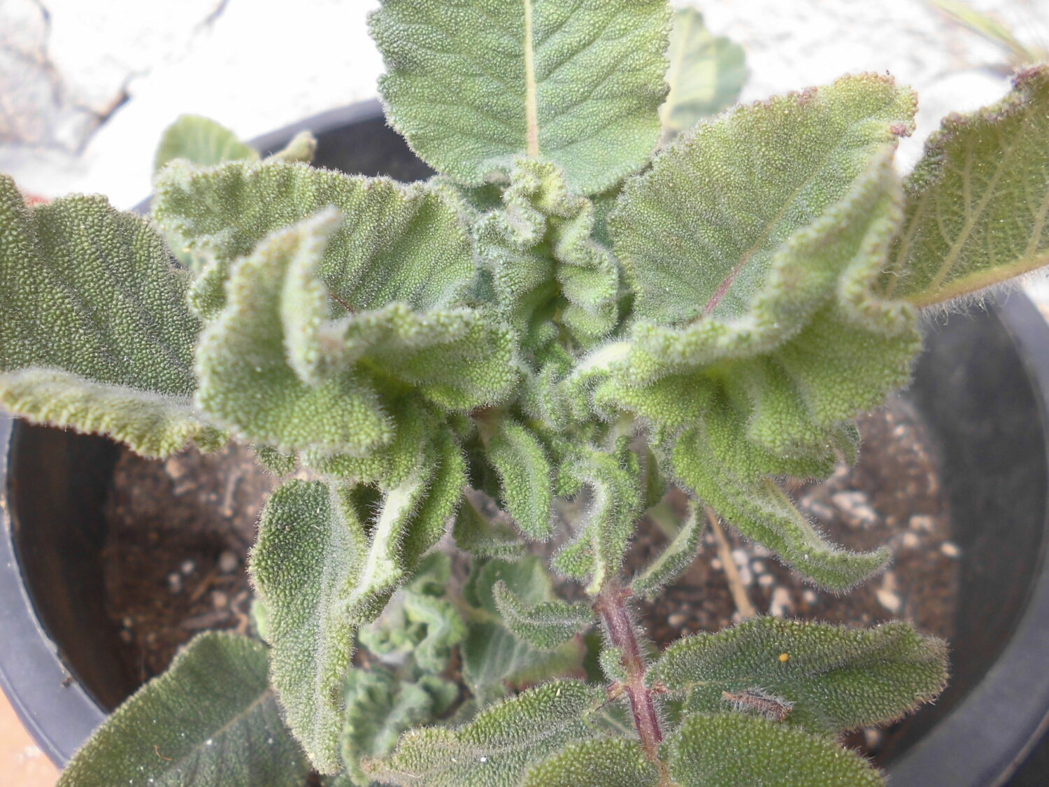 Salvia recognita durante la ripresa primaverile