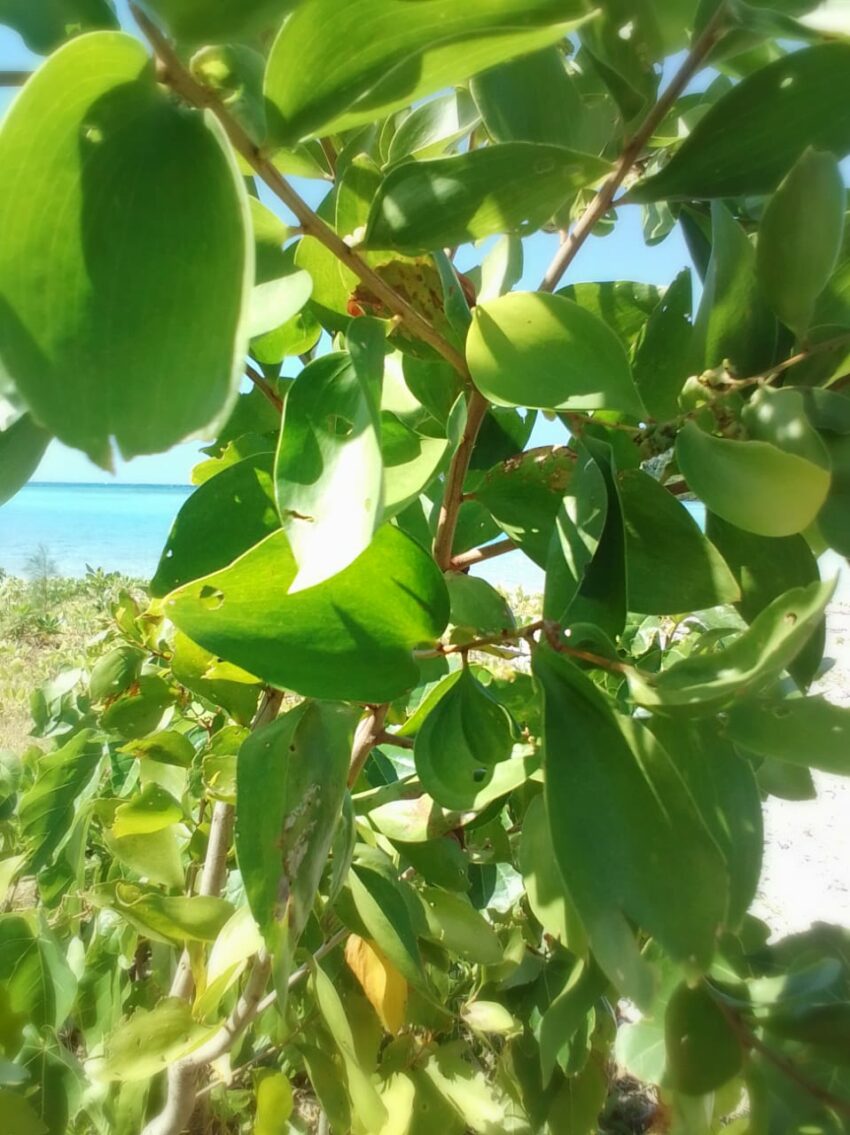 Martaoui (Acacia simplex)