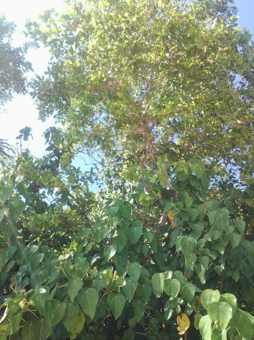 Martaoui (Acacia simplex)