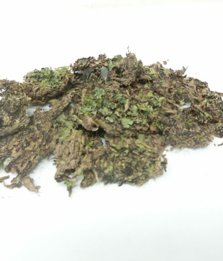 Radula perrottetii, pianta epatica essiccata