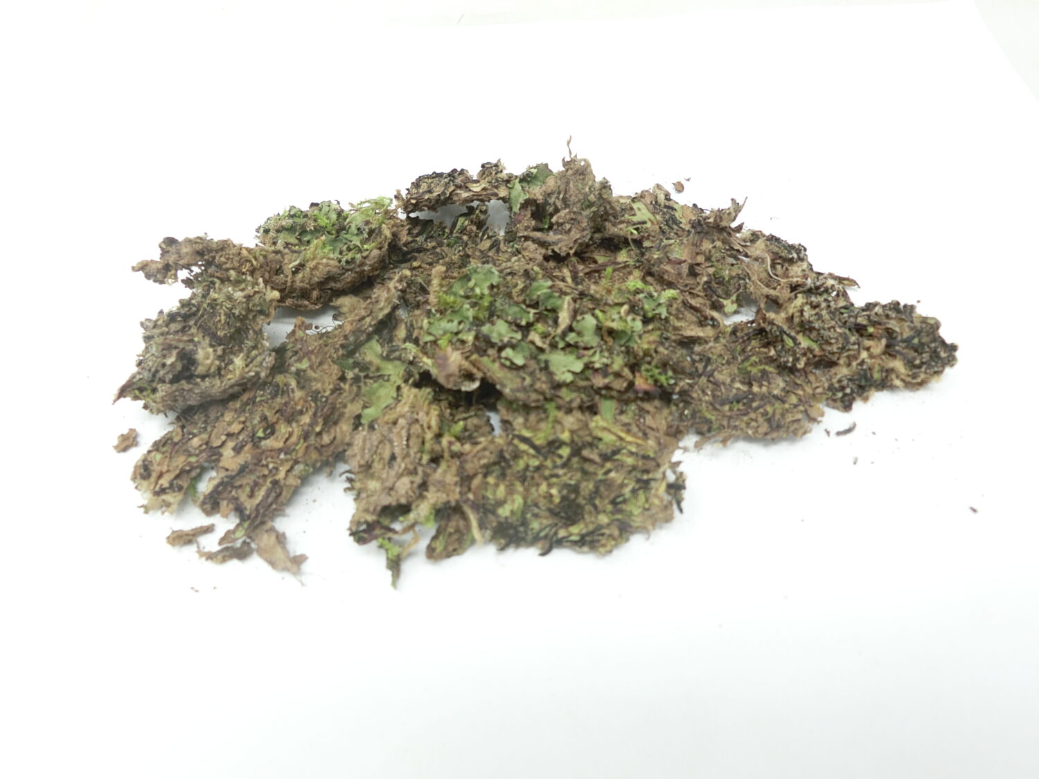 Radula perrottetii, pianta epatica essiccata