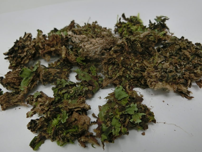 Ning Bian E Tai (Radula perrottetii)