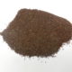 Giusquiamo nero (Hyoscyamus niger)