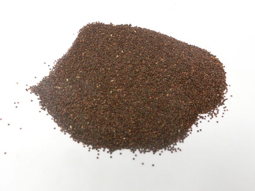 Giusquiamo nero (Hyoscyamus niger)