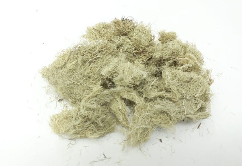 Lichene barbato (Usnea diffracta)