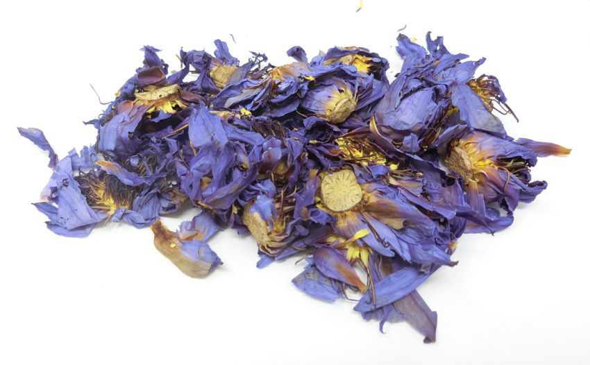 Loto blu (Nymphaea caerulea)