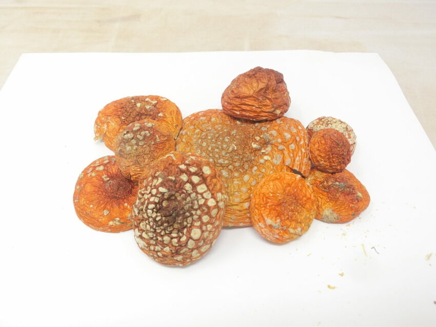 Ovolo malefico (Amanita muscaria)