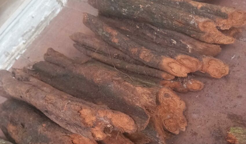 Ayahuasca rossa (Banisteriopsis muricata)