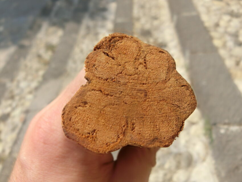 Ayahuasca rossa (Banisteriopsis muricata)