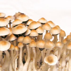 Varietà Psilocybe cubensis